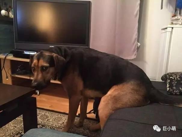 泰迪狗狗的训练方法:请教大家了，泰迪幼犬几个月就可以训练了，咋么训练呢，谢谢？ 泰迪狗怎么训练不乱叫