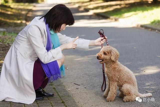 泰迪狗训练大小便:家养泰迪犬不会定点上厕所，怎么办？