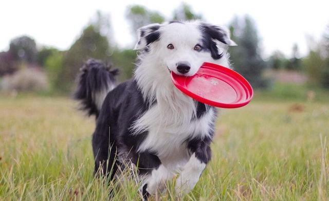 犬爱:喜欢拆家搞破坏的狗狗都有哪些？