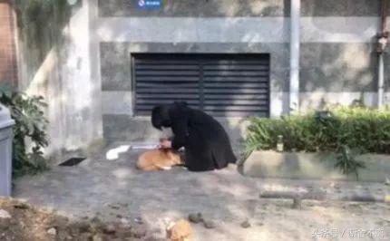 柯基摔狗事件女主人:被狗绳绊倒的老人身亡，真正的狗主人会承担责任么？