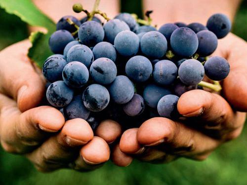 葡萄酒能软化血管吗，乙肝病人喝少量红酒对身体好吗