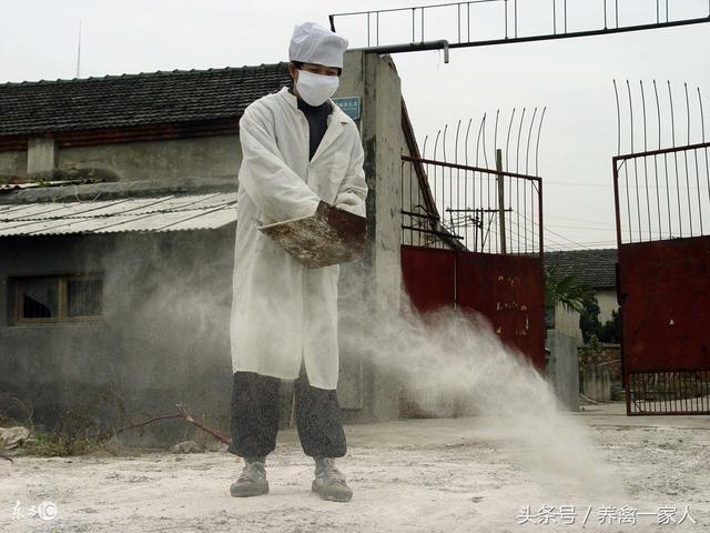 鸡舍环境消毒:鸡舍带鸡消毒用什么药 用生石灰给鸡舍消毒？可以用吗？