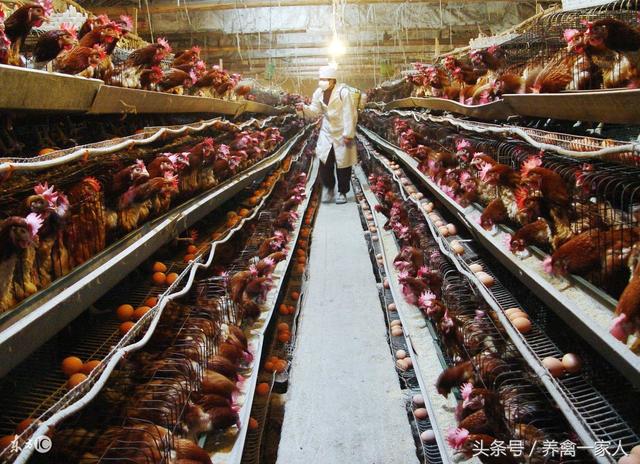 鸡舍环境消毒:鸡舍带鸡消毒用什么药 用生石灰给鸡舍消毒？可以用吗？