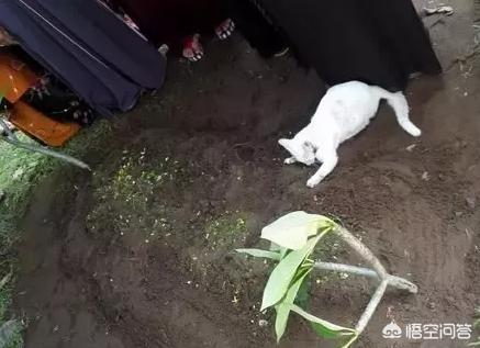 养猫记angelo:俗话说：狗记千、猫记万、小鸡就记二里半，这话准确吗？