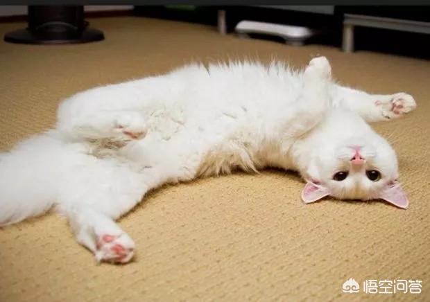 小猫跳出来轻轻咬一下腿就跑:我家猫咪每天早上8:00锻炼身体，两房间来回的串，你家的呢？