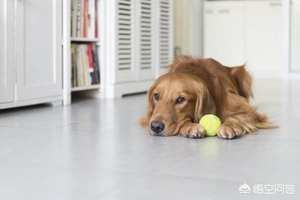 工作犬怎么训练:训练工作犬的意义是什么？