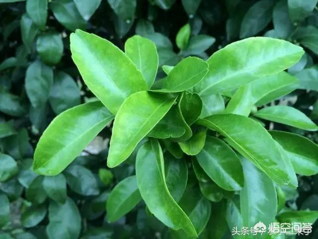 锈壁虱用何种药:锈壁虱用什么药治疗 红蜘蛛用什么药去除最有效？其原理是什么？