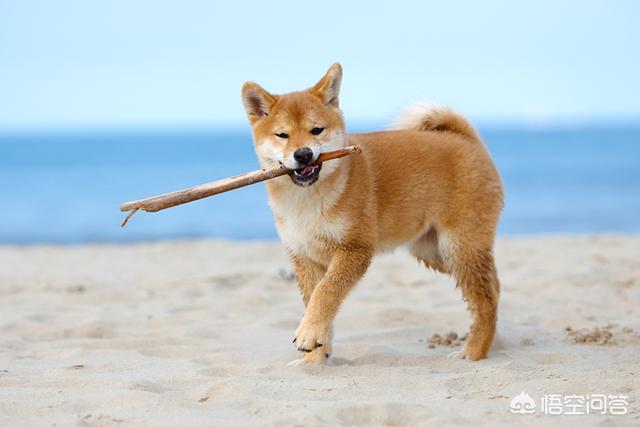 日本柴犬:为什么中国土狗叫柴狗，而日本土狗叫柴犬？ 日本柴犬智商排名