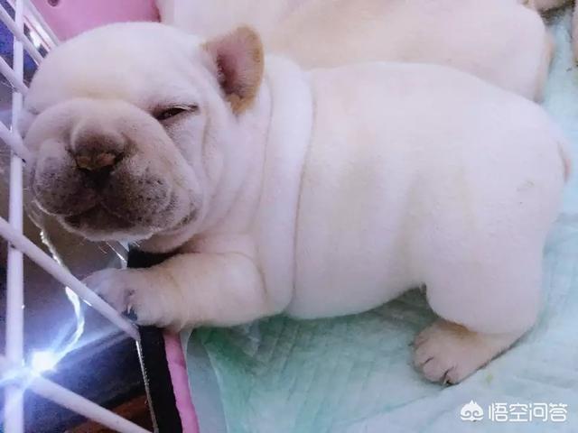 西施犬好养吗知乎:住楼房养什么品种的小狗好？