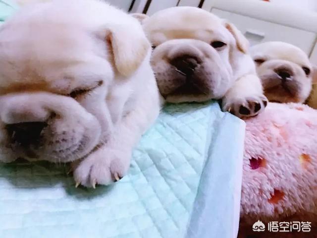 西施犬好养吗知乎:住楼房养什么品种的小狗好？