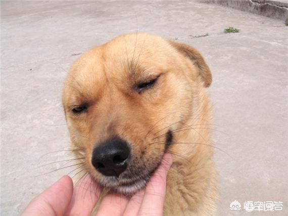 本视频由西摩犬舍转自国外:为啥土狗吃剩饭剩菜没事，而城市狗狗吃狗粮各种生病？