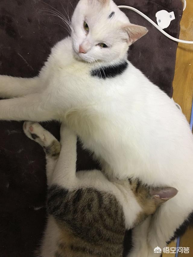 霸道总裁的小猫咪 在线:想知道接受胖胖女生的男人有多少？ 霸道总裁和他的小猫咪