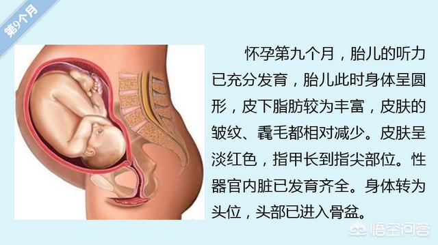 胎儿的发育过程:怀孕各周期胎儿发育是怎么样变化的？