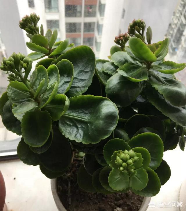 头条问答 - 坤哥,我养的长寿花只长叶子,不开花,现在感觉像个大花菜一