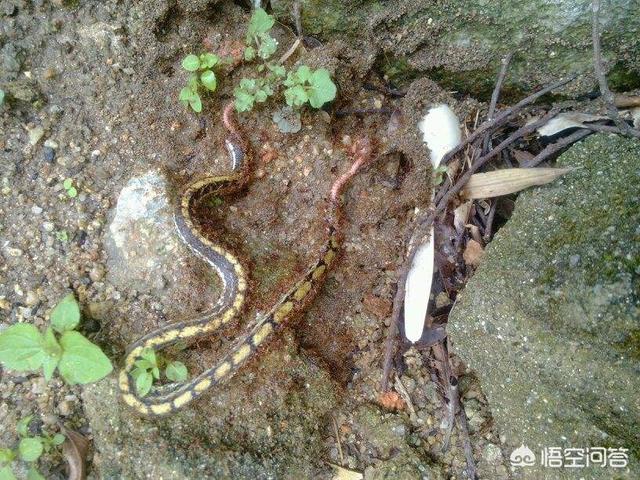 巨型食蚁兽:重装机兵4巨型食蚁兽 一条蛇钻进了蚂蚁巢穴，来了一场战斗谁能胜出？