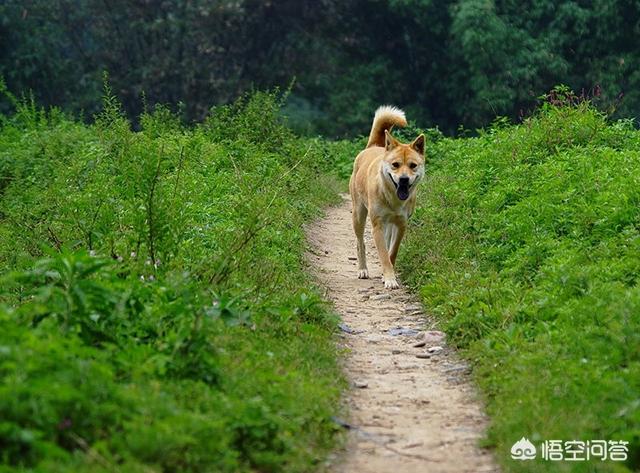 最好的中型护卫犬有哪些:最多的护卫犬是什么品种 看家护院养什么品种狗最好？
