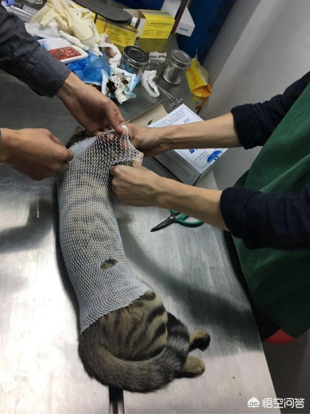 常州猫咪绝育多少钱:常州猫咪绝育要多少钱 母猫做绝育手术多少钱，多长时间能恢复？