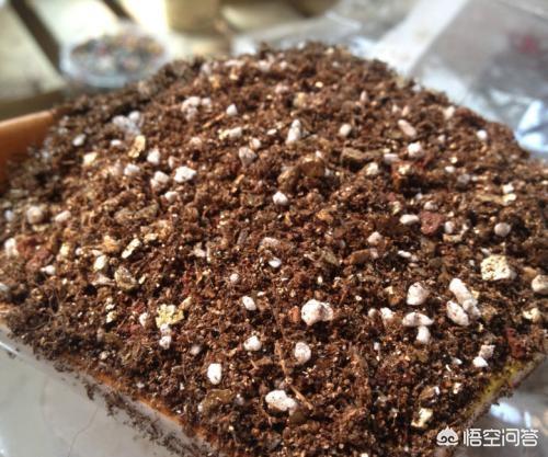 长寿花的繁殖方法大全:刚买的长寿花苗怎么栽种？