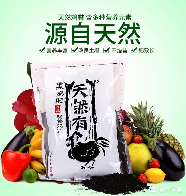 长寿花的繁殖方法大全:刚买的长寿花苗怎么栽种？