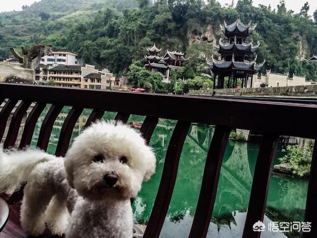 宠物旅行最佳搭配:旅游可以带宠物吗，带着宠物适合去哪旅行？