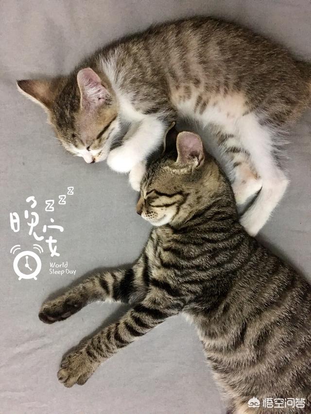 家猫品种哪种好看些:什么猫适合家养，要可爱，温顺不会抓家具的？
