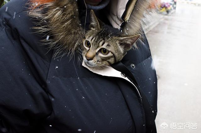 家猫品种哪种好看些:想养一只猫，颜值高，脾气好不挠人的那种，我该养哪种呢？