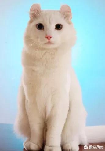 这是什么猫？