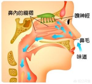 洗鼻盐水,盐水洗鼻是怎么回事，怎么操作？