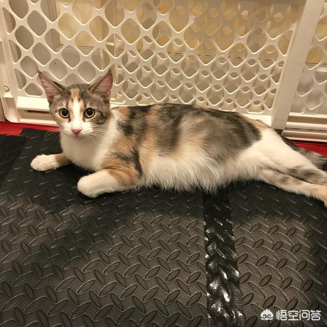 怎样养猫狗:打算养宠物猫或狗需要做什么？ 怎样同时养猫和狗