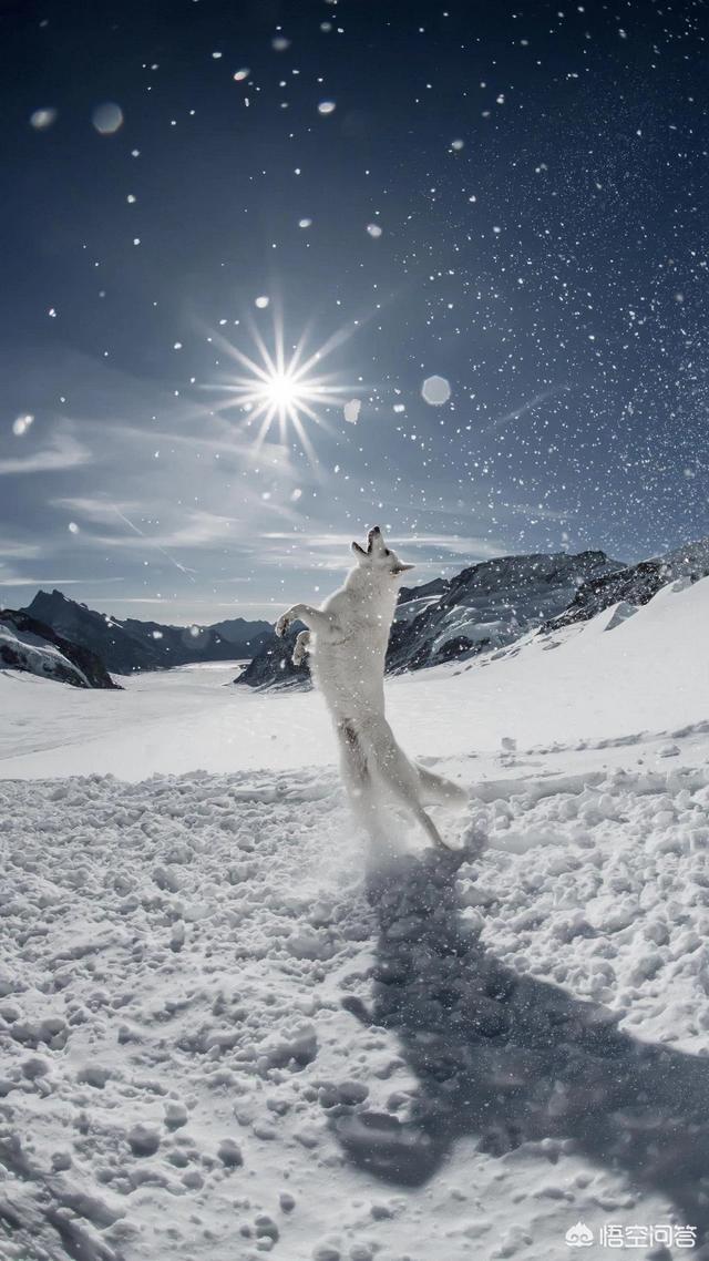 海贼王里，五老星的实力得有多恐怖呢？插图23