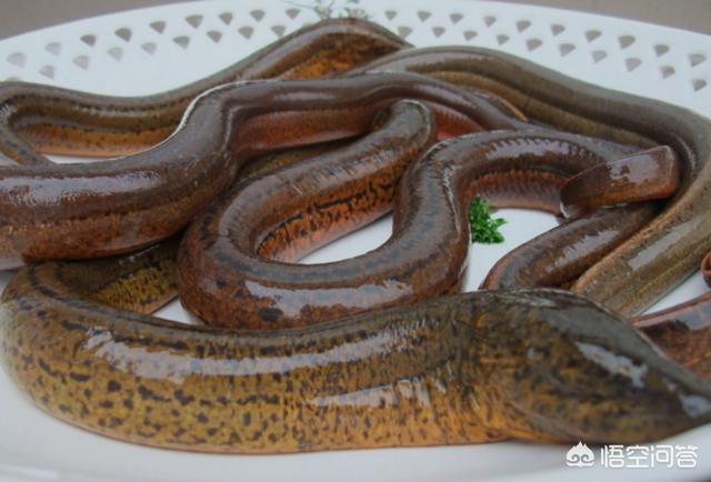 头条问答 - 缅甸黄鳝可以出口吗?(2个回答)