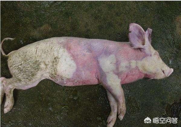 猪肺疫,猪丹毒,猪瘟的鉴别诊断猪肺疫,猪丹毒,猪瘟三种疾病在临床方面