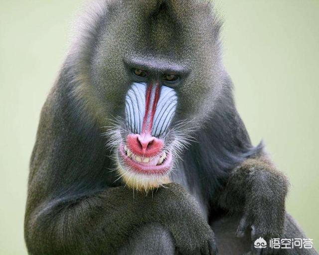 头条问答 - 什么动物的鼻子最可爱?(4个回答)