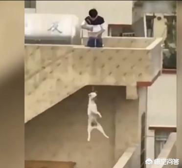 男子摔狗事件:如何看待广州一男子用绳吊狗致死，狗惨叫不断，男子却哈哈大笑？ 成都摔狗事件