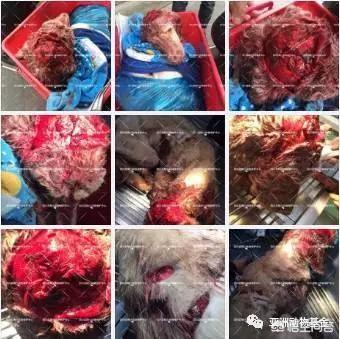 男子摔狗事件:如何看待广州一男子用绳吊狗致死，狗惨叫不断，男子却哈哈大笑？ 成都摔狗事件
