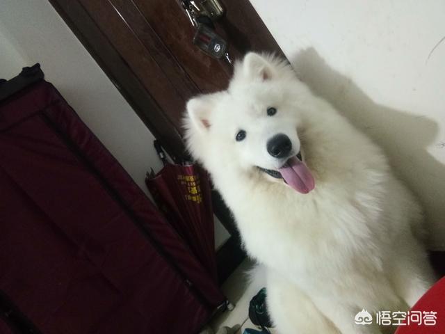 超大型犬:哪种品种的大型犬值得饲养？ 超大型犬品种排名