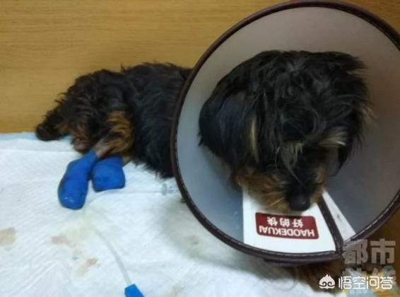 网上再现虐狗事件:西安一只流浪狗遭遇毒手，双腿被剁掉，血肉模糊，你怎么看？ 最新进展虐狗事件