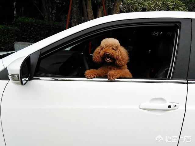 头条问答 如何带狗狗一起自驾游 训犬师祁玮的回答 0赞