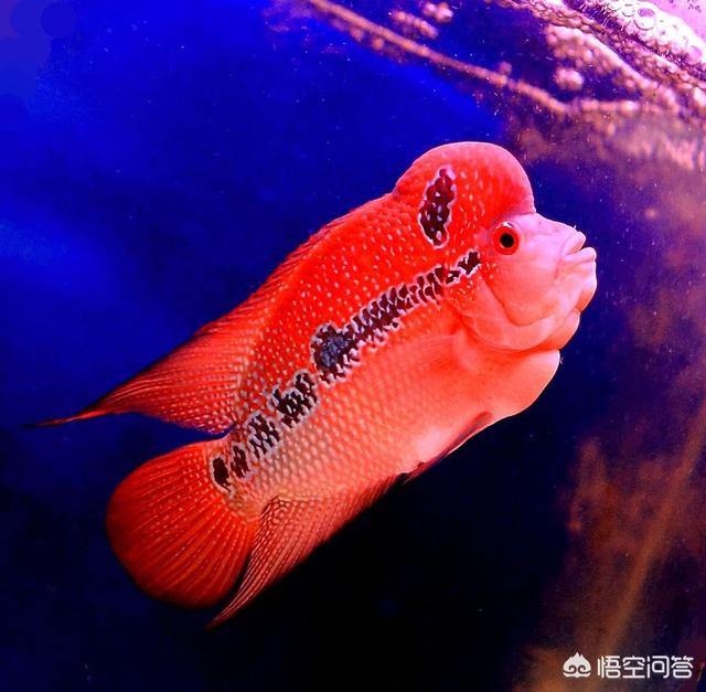 罗汉鱼怎么养:罗汉鱼怎么养起头快 如何才能真正养好罗汉鱼？
