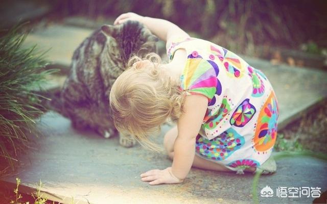 幸运土猫 博客:为什么那么多人不喜欢土猫？土猫有什么优点？
