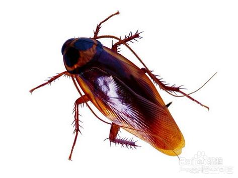 杀蟑螂用什么药效果最好，如何能彻底消灭家里的蟑螂有效消灭蟑螂的药有哪些