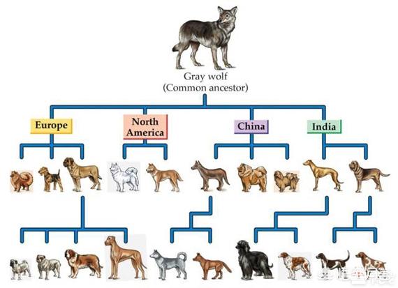 头条问答 狗和狼为何没有生殖隔离 36个回答