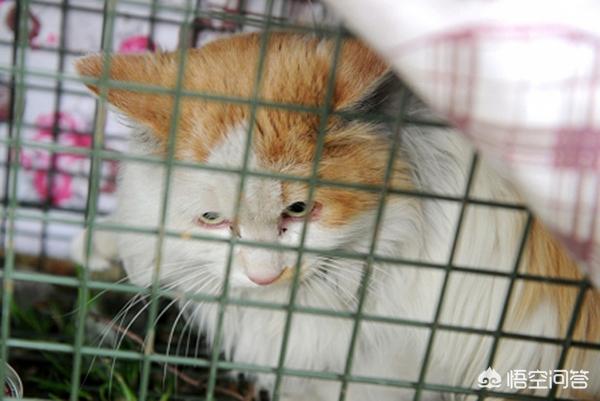 超萌猫猫动图:有哪一瞬间你觉得被猫咪萌化了？