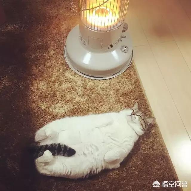 为什么脑科学家不先从低等动物入手研究原理和模拟大脑,探求意识的来源,而是直接研究和模拟最高级的人脑呢？