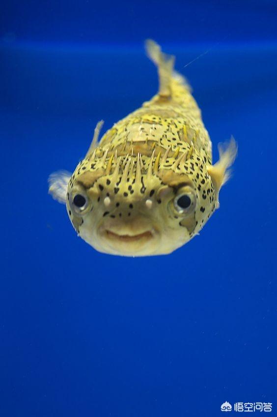 头条问答 - 哪些动物可以把自己变成近乎完美的球形?(6个回答)