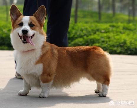 白色的威尔斯科基犬:威尔斯柯基犬品相 这只三色柯基如何？价位是多少？