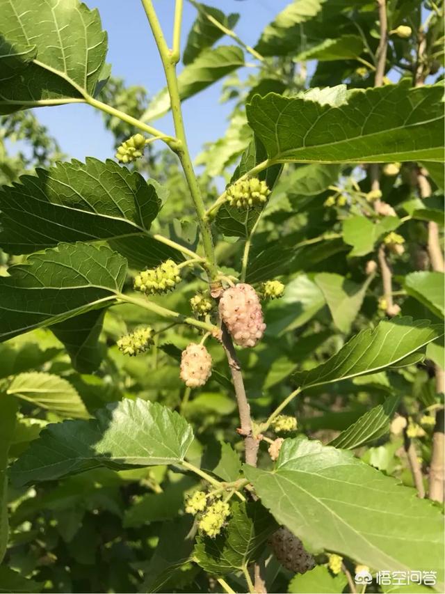 头条问答 桑树有结桑椹和无桑椹 哪种的桑叶好 农业小胖的回答 0赞