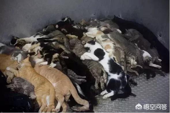 宠物安乐死针多少钱:在什么情况下，你会为宠物选择安乐死？ 宠物安乐死一般多少钱