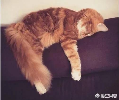 宠物安乐死针多少钱:在什么情况下，你会为宠物选择安乐死？ 宠物安乐死一般多少钱