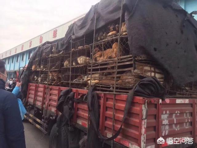 杭州 拦车救狗:杭州萧山义桥收费站拦截一辆运狗车，大家怎么看？